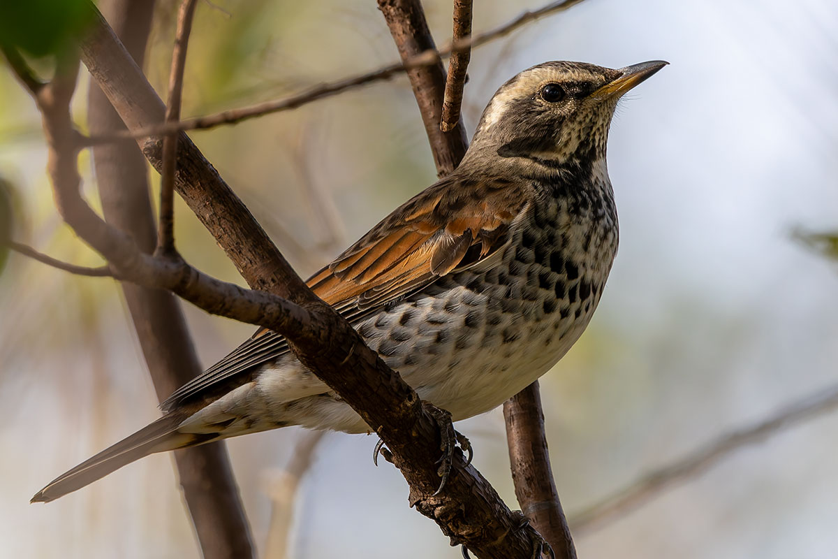 ふれあい松戸川のツグミ