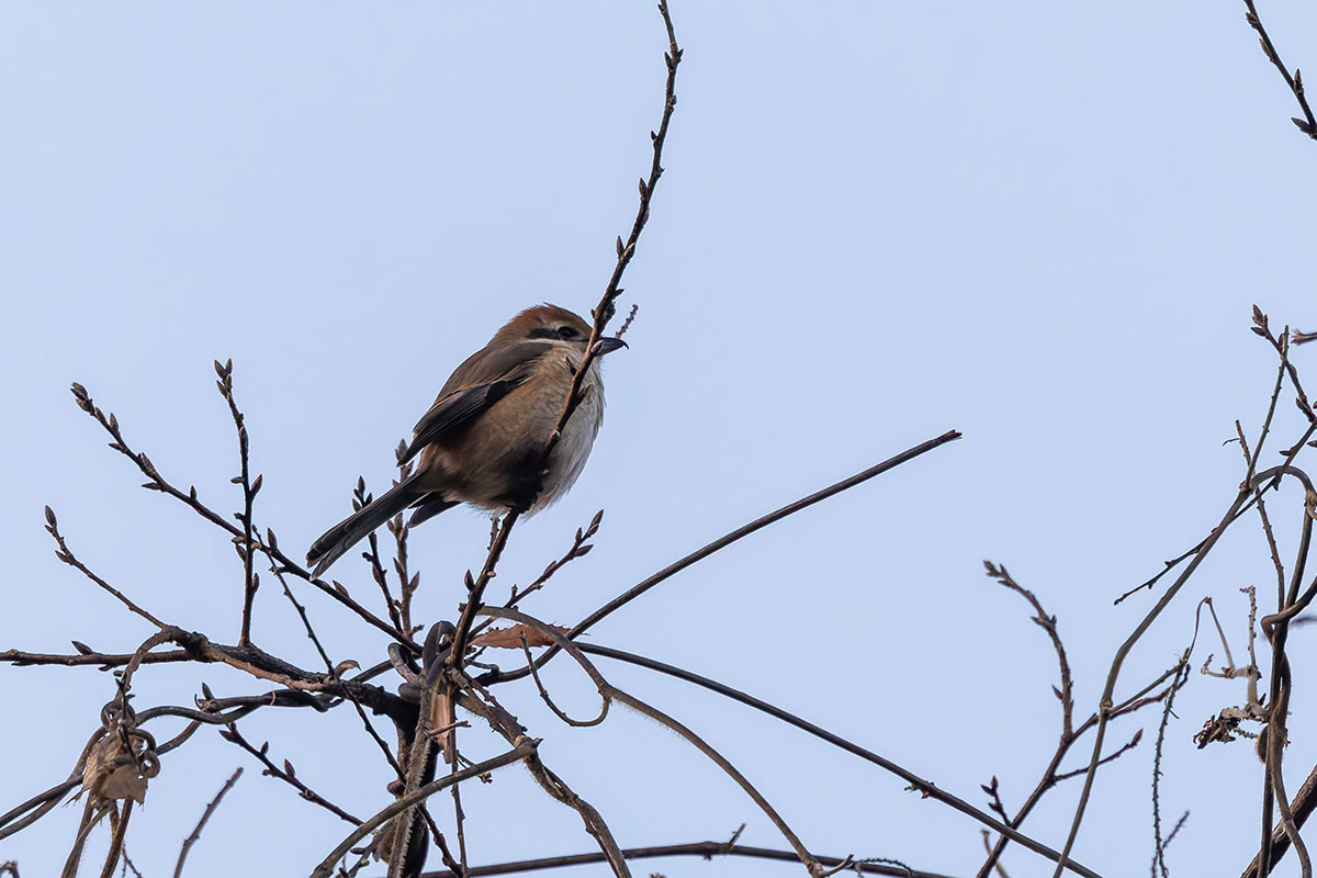 北本自然観察公園のモズ