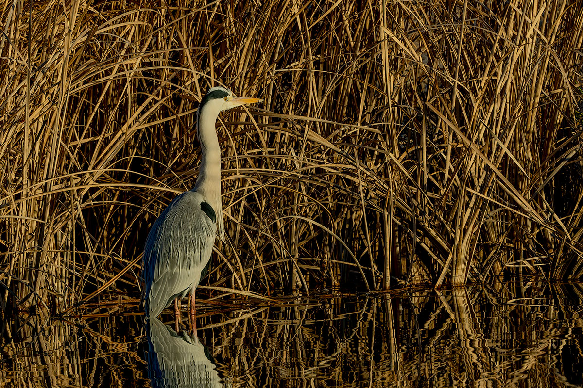新横浜公園のアオサギ