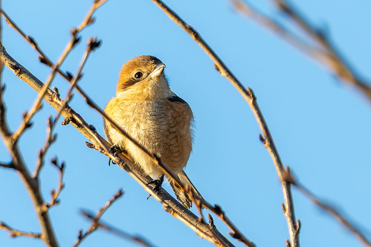 新横浜公園のモズ