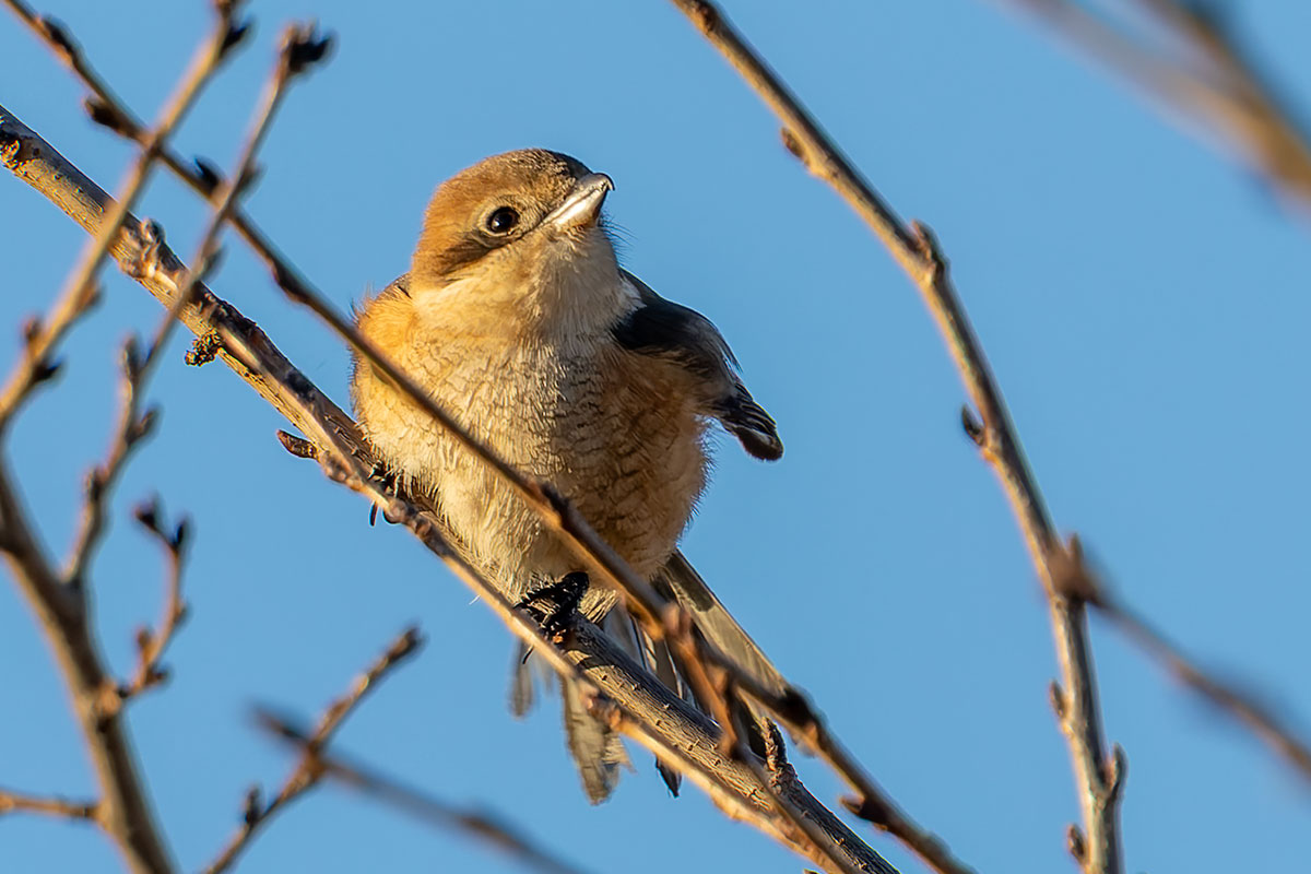 新横浜公園のモズ