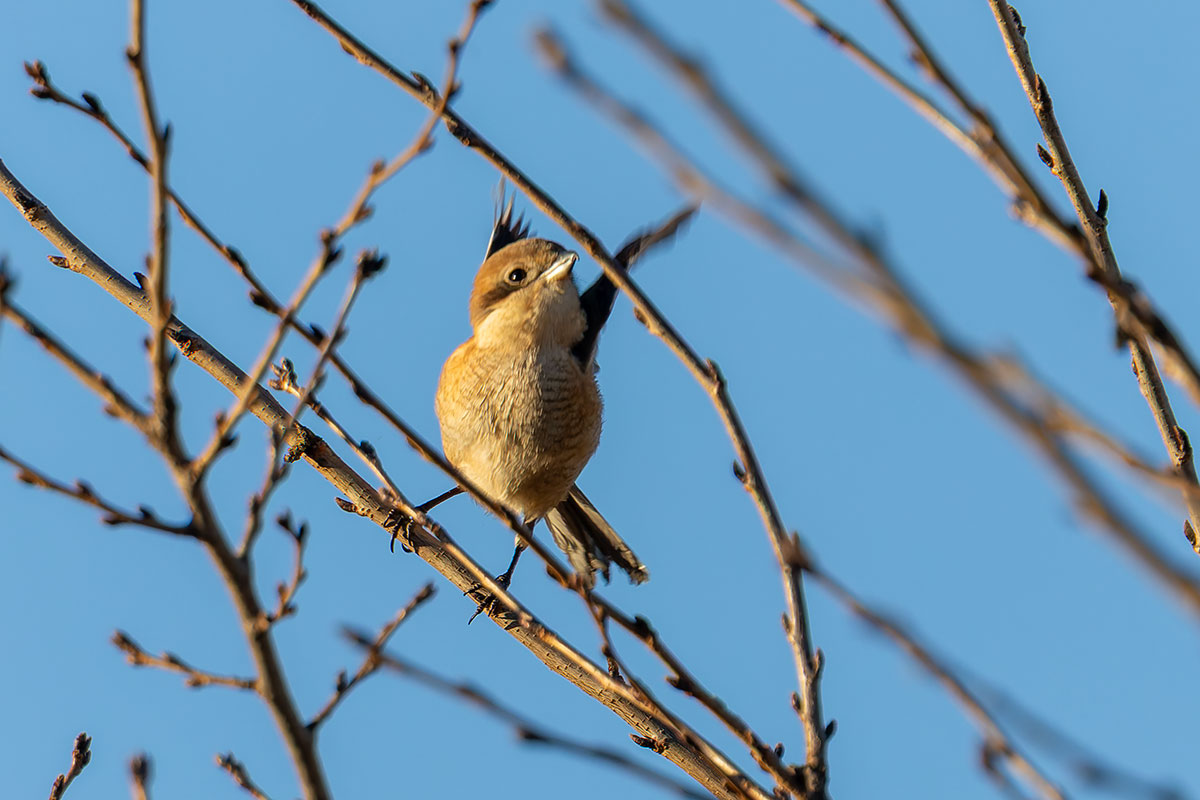 新横浜公園のモズ