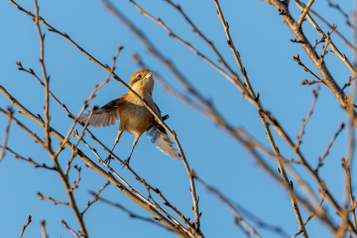 新横浜公園のモズ