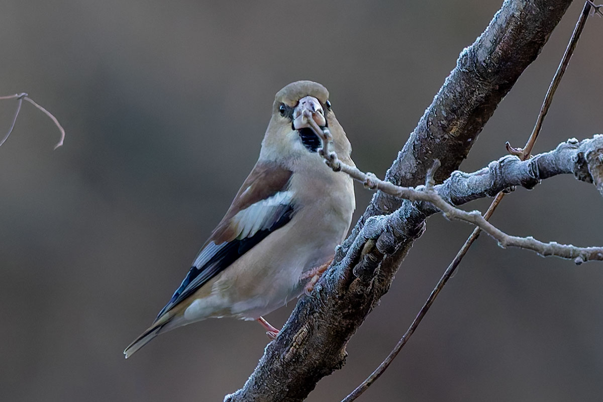 北本自然観察公園のシメ