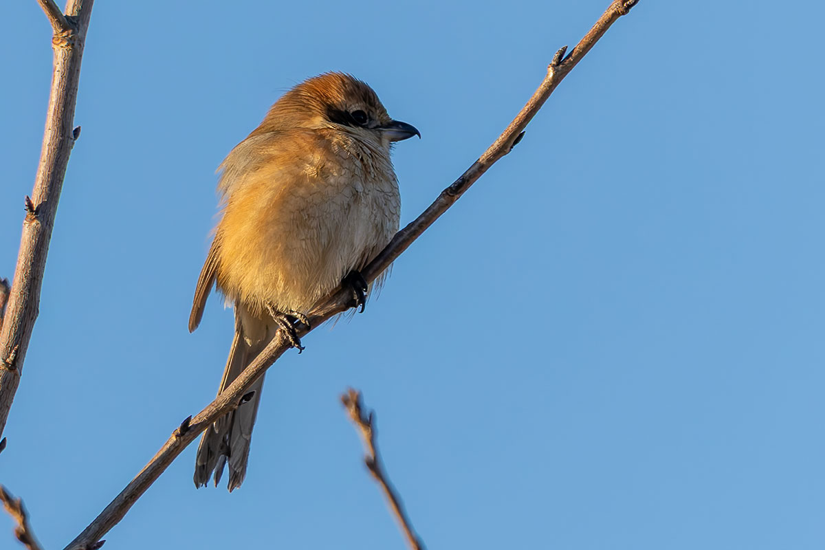 新横浜公園のモズ