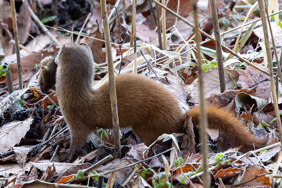 北本自然観察公園のイタチ