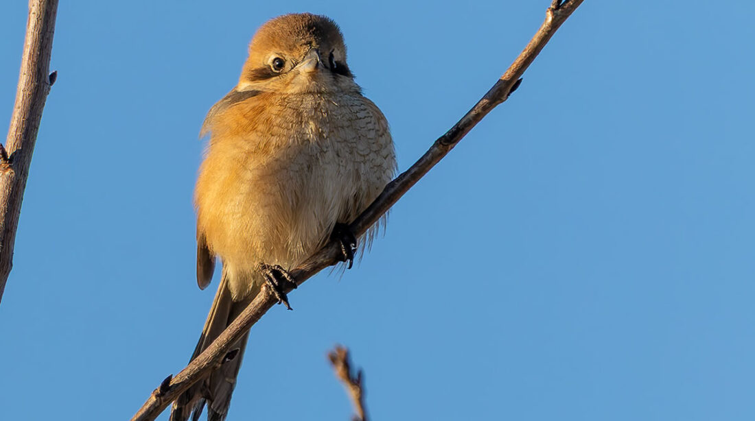 新横浜公園のモズ