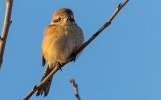 新横浜公園のモズ