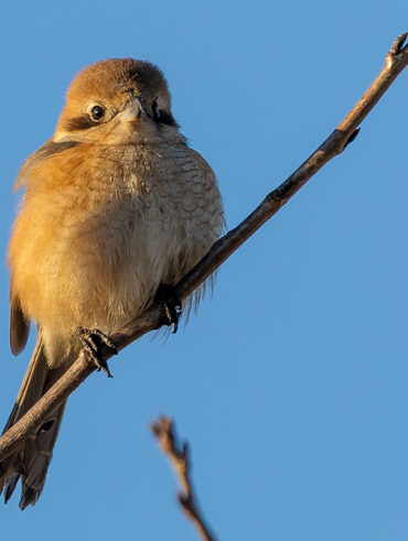 新横浜公園のモズ