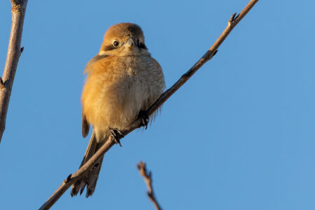 新横浜公園のモズ