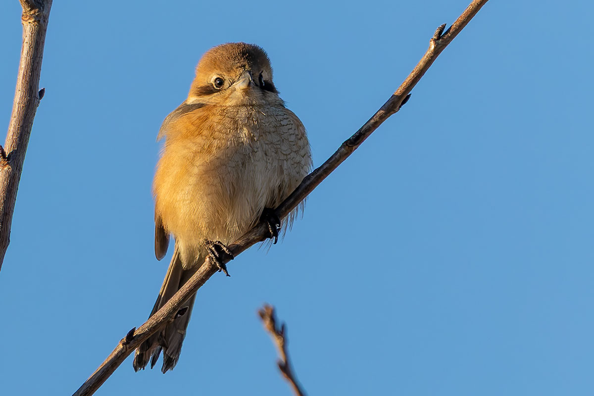新横浜公園のモズ