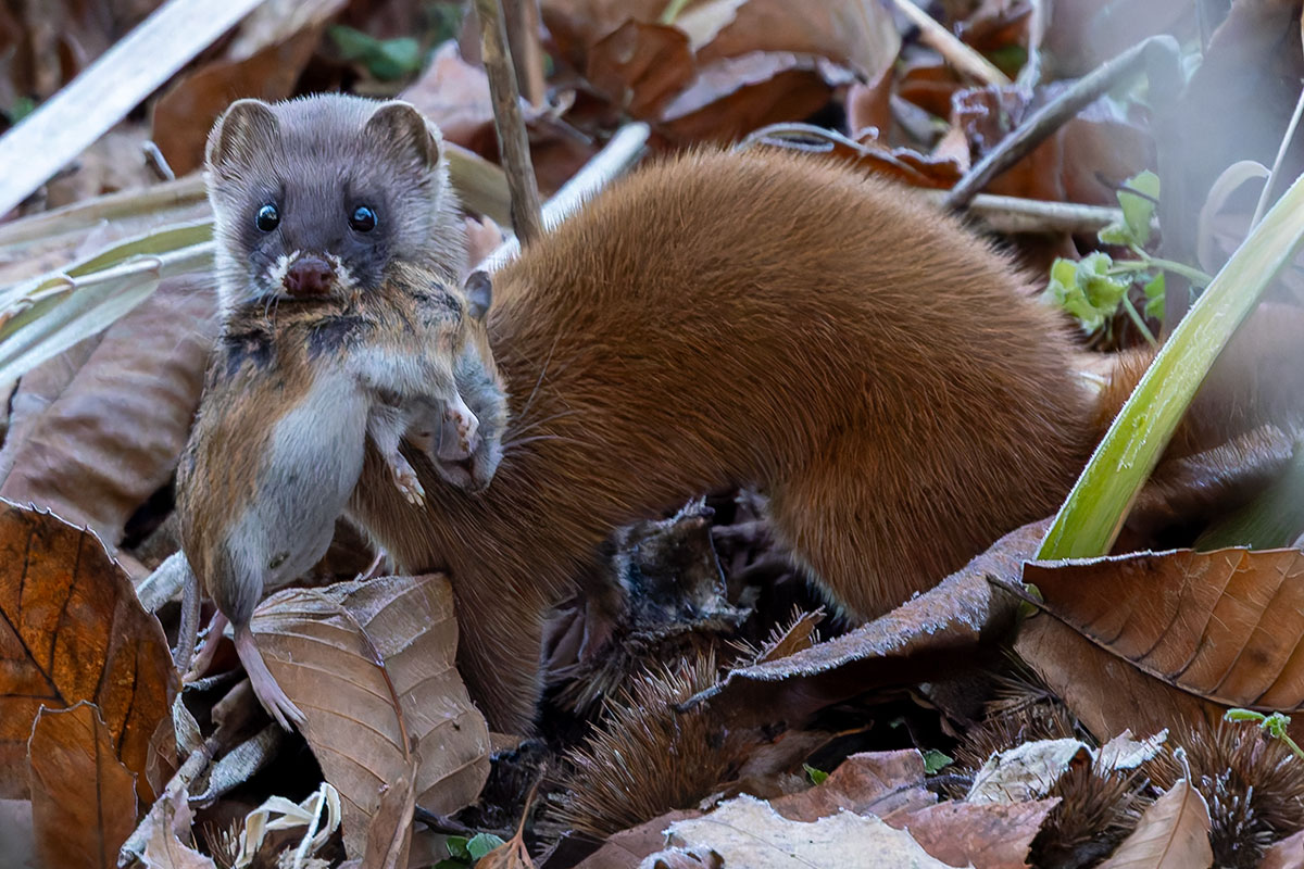北本自然観察公園のイタチ