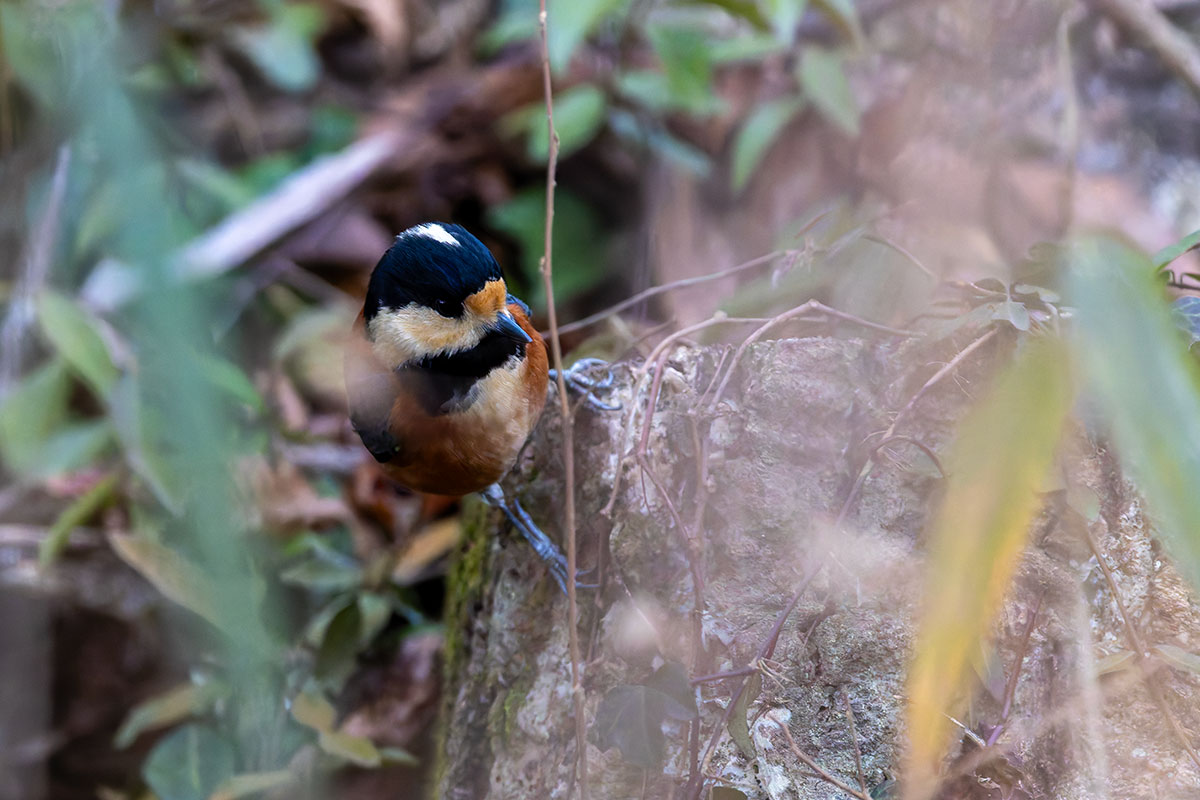 北本自然観察公園のヤマガラ