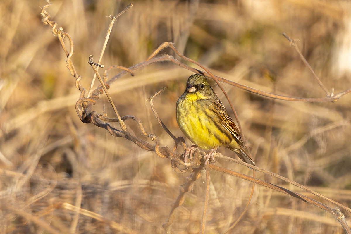 新横浜公園のアオジ