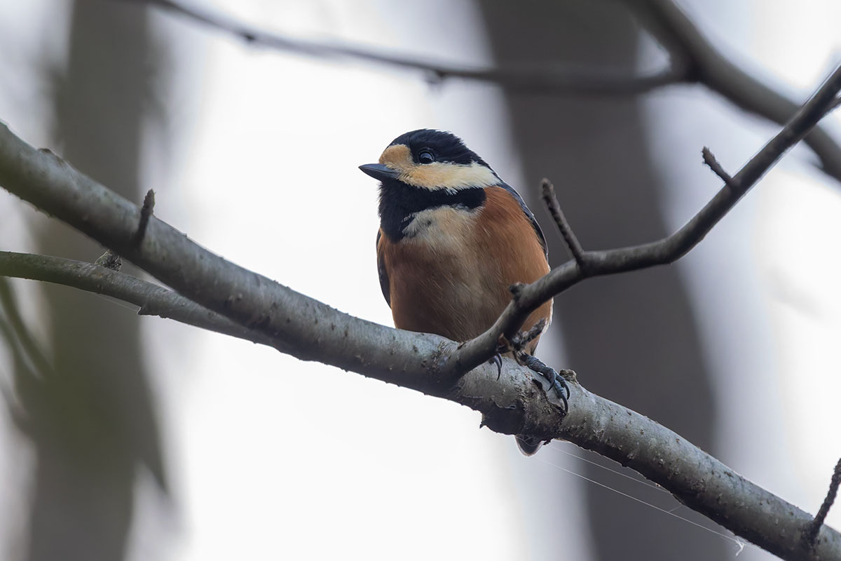 北本自然観察公園のヤマガラ