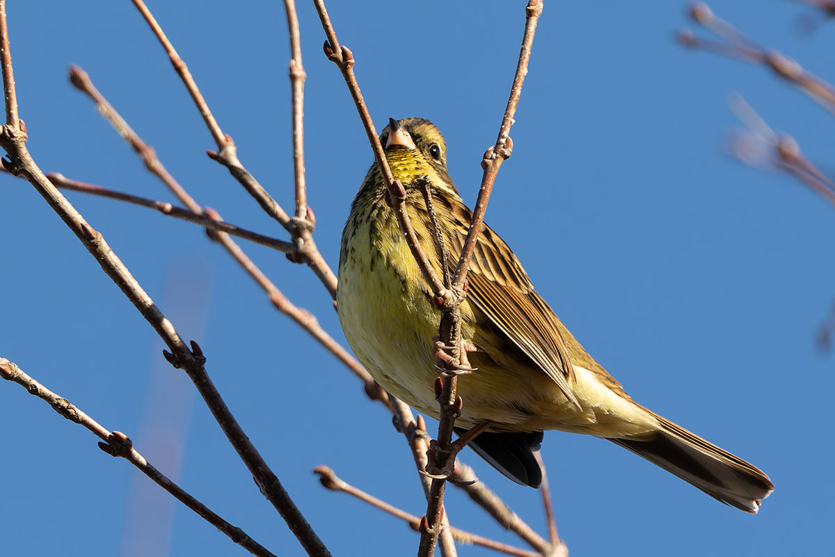 新横浜公園のアオジ