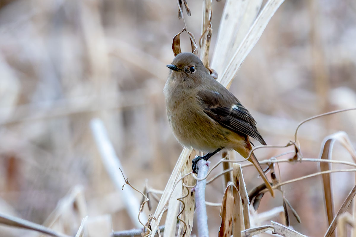 北本自然観察公園のジョウビタキ