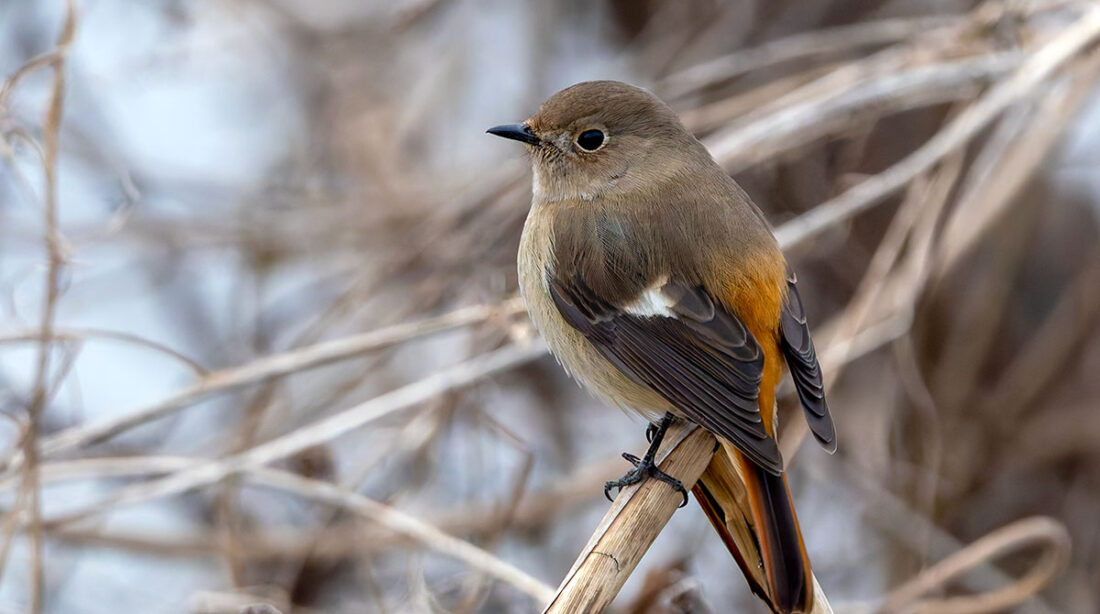 手賀沼のジョウビタキ