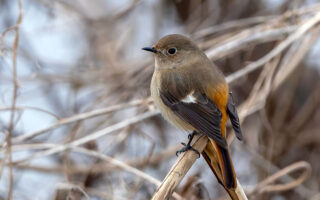手賀沼のジョウビタキ
