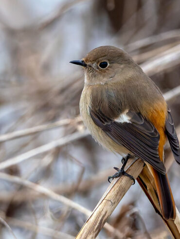 手賀沼のジョウビタキ