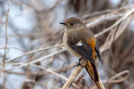 手賀沼のジョウビタキ