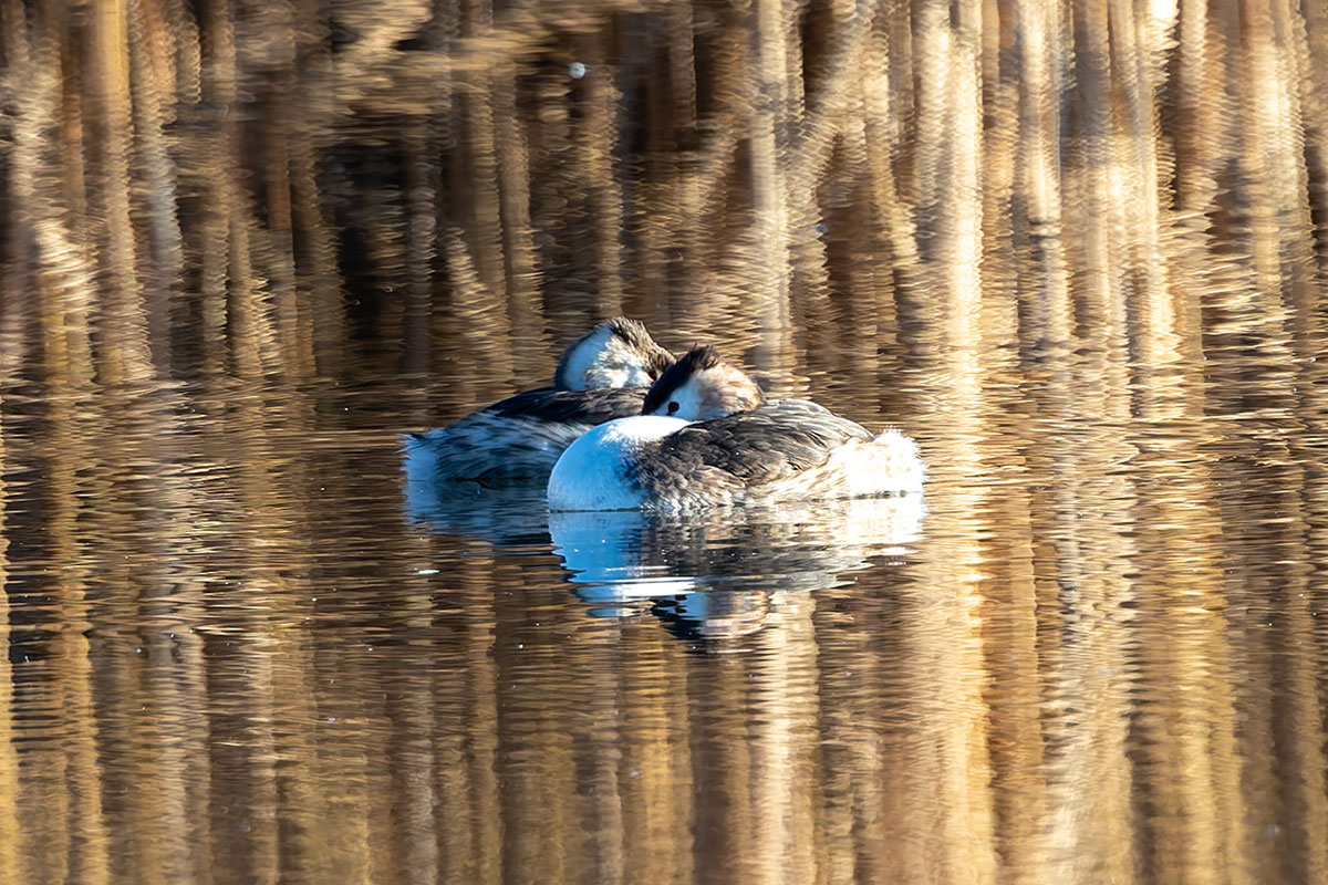 新横浜公園のカンムリカイツブリ