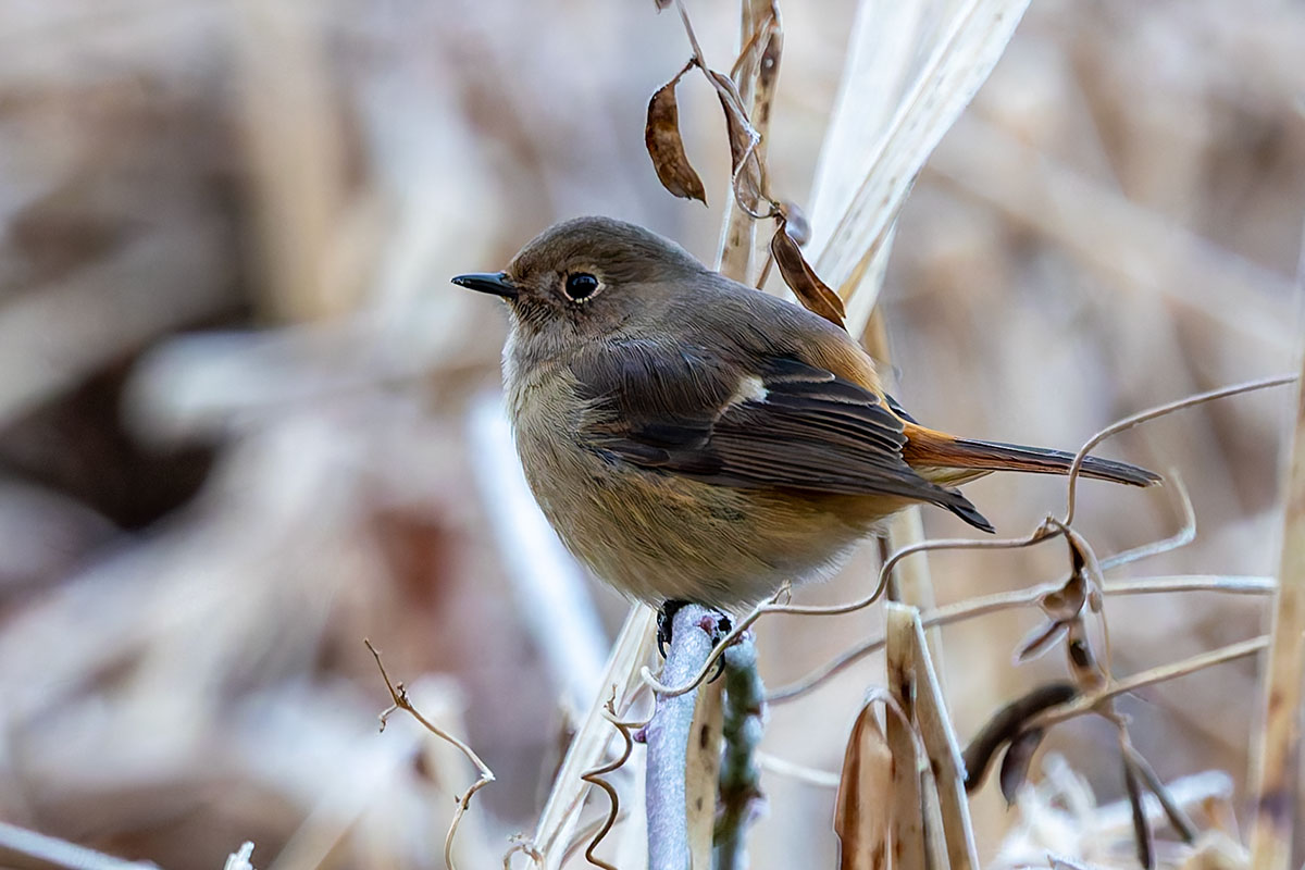 北本自然観察公園のジョウビタキ