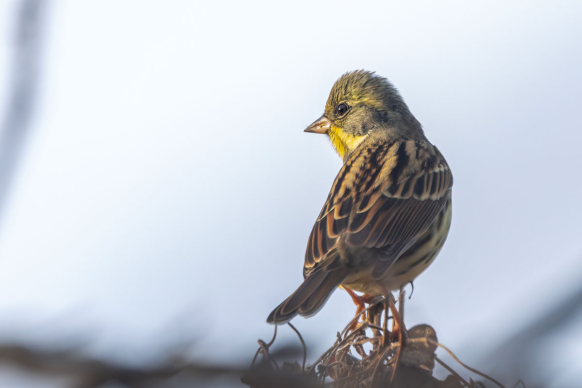 北本自然観察公園のアオジ