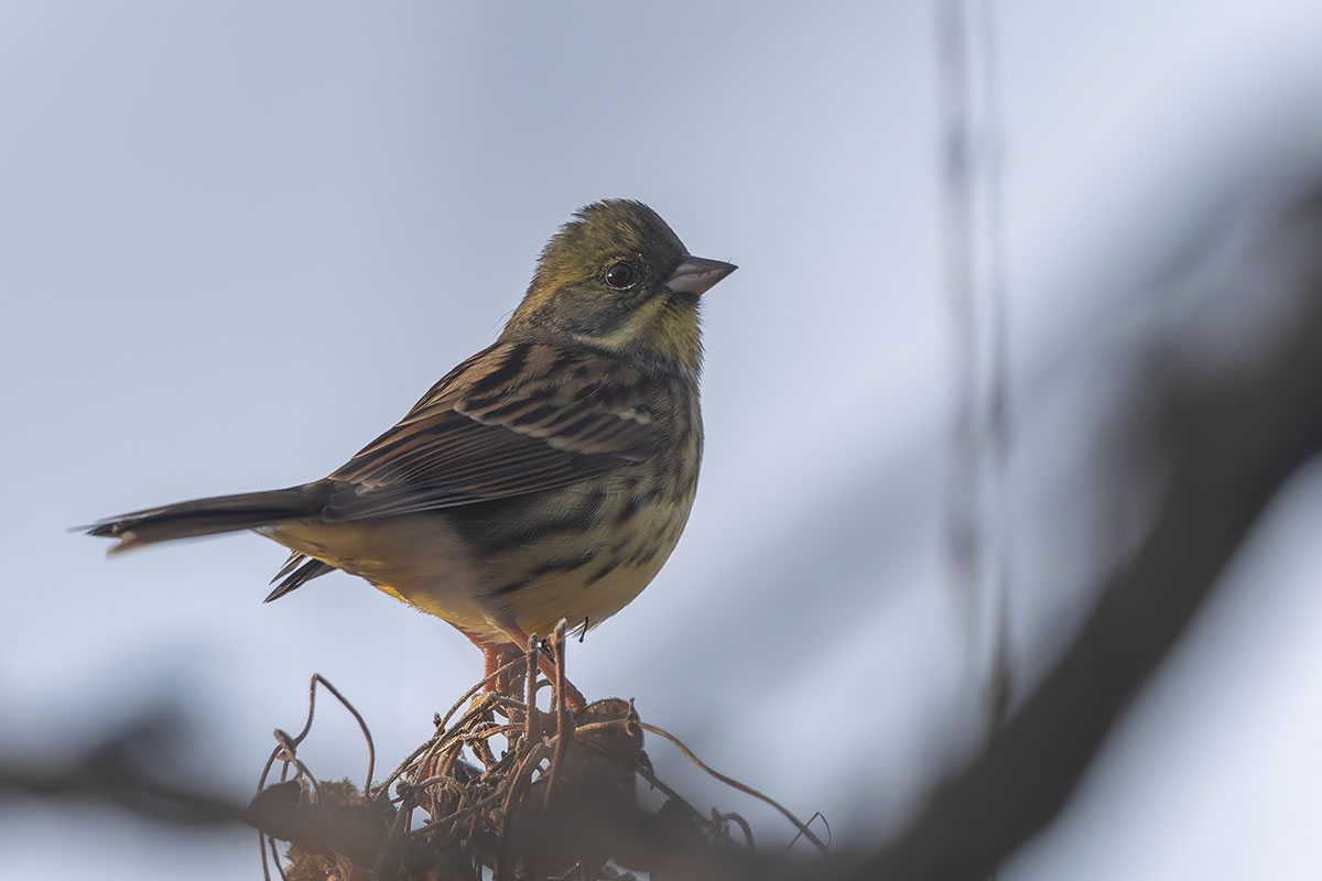 北本自然観察公園のアオジ
