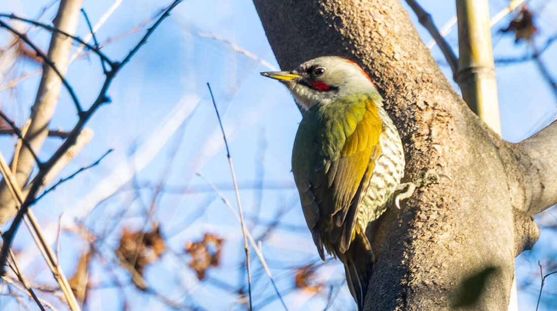 秋ヶ瀬公園のアオゲラ