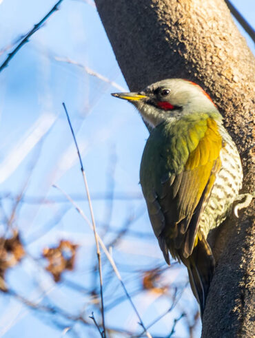 秋ヶ瀬公園のアオゲラ