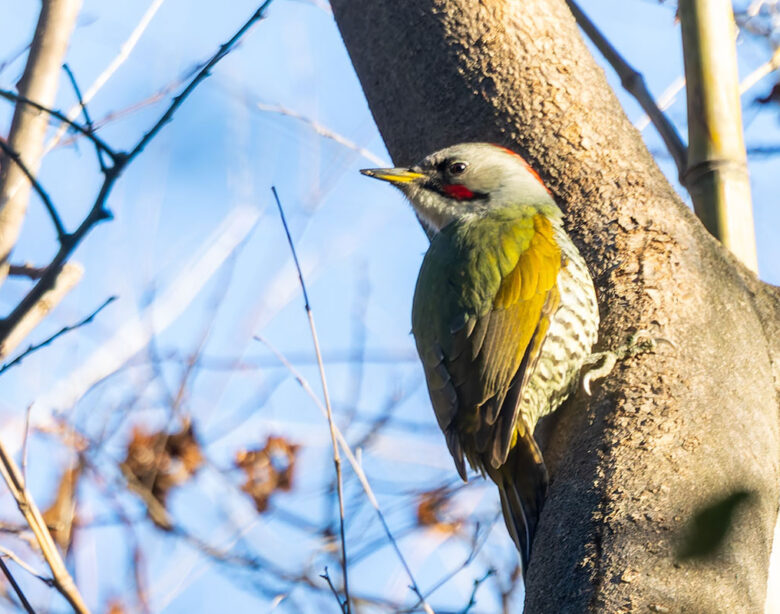 秋ヶ瀬公園のアオゲラ