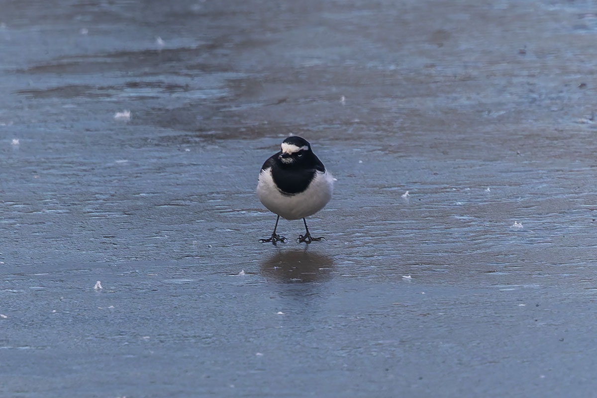 北本自然観察公園のセグロセキレイ