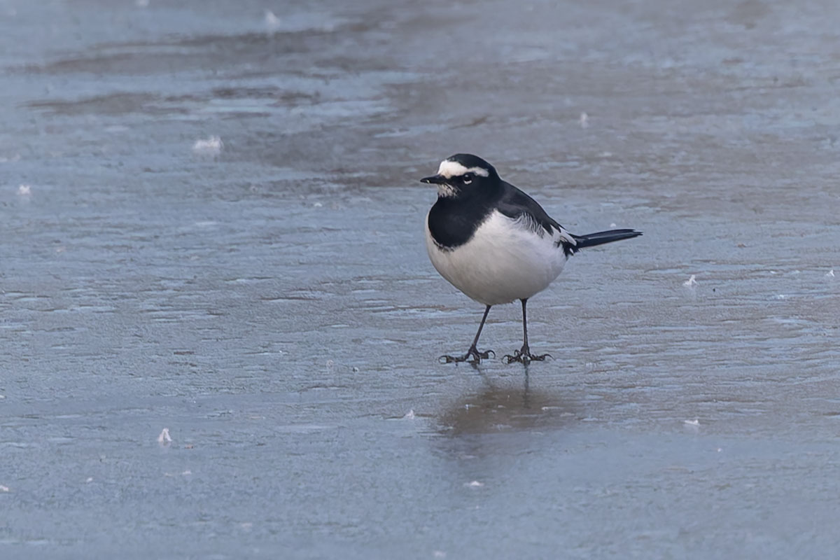 北本自然観察公園のセグロセキレイ