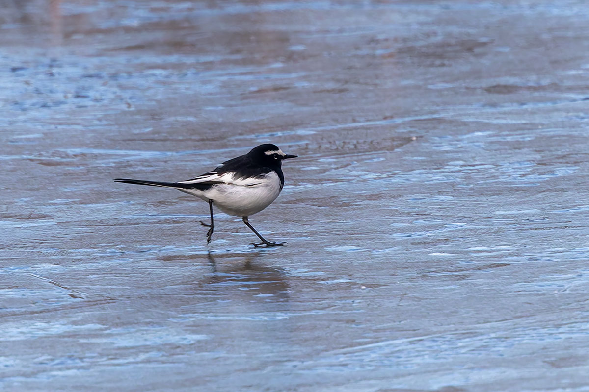 北本自然観察公園のセグロセキレイ