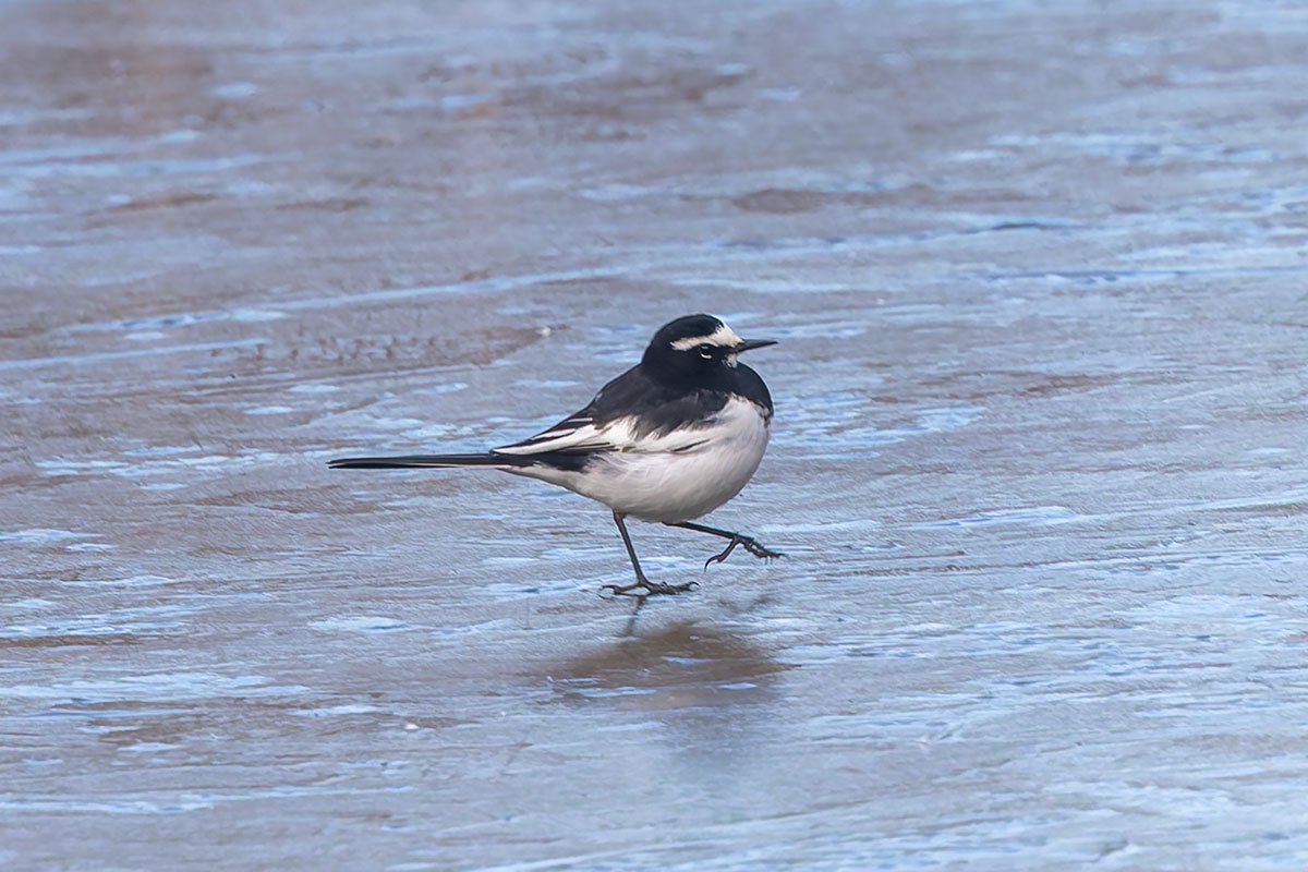 北本自然観察公園のセグロセキレイ