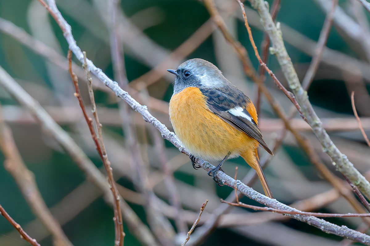 北本自然観察公園のジョウビタキ