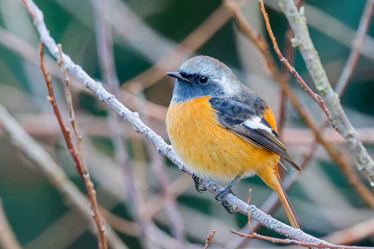 北本自然観察公園のジョウビタキ