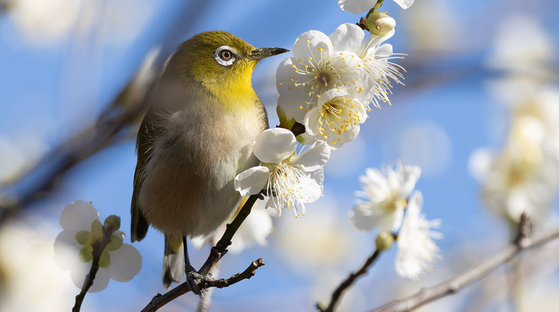 小池公園のメジロ