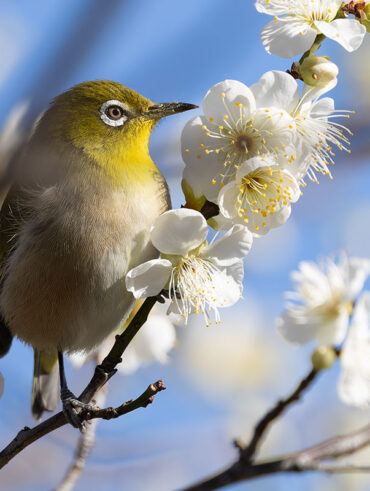 小池公園のメジロ