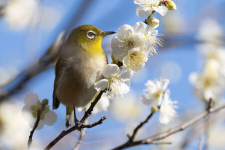 小池公園のメジロ