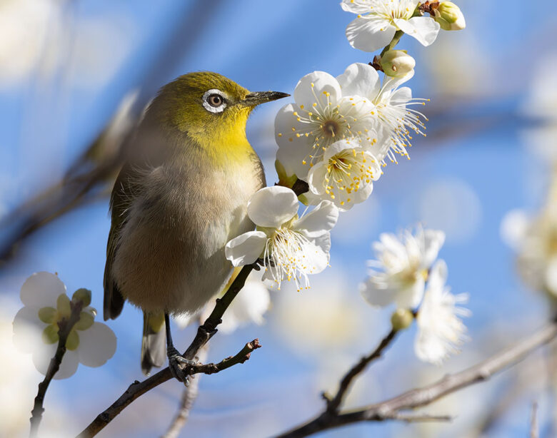 小池公園のメジロ
