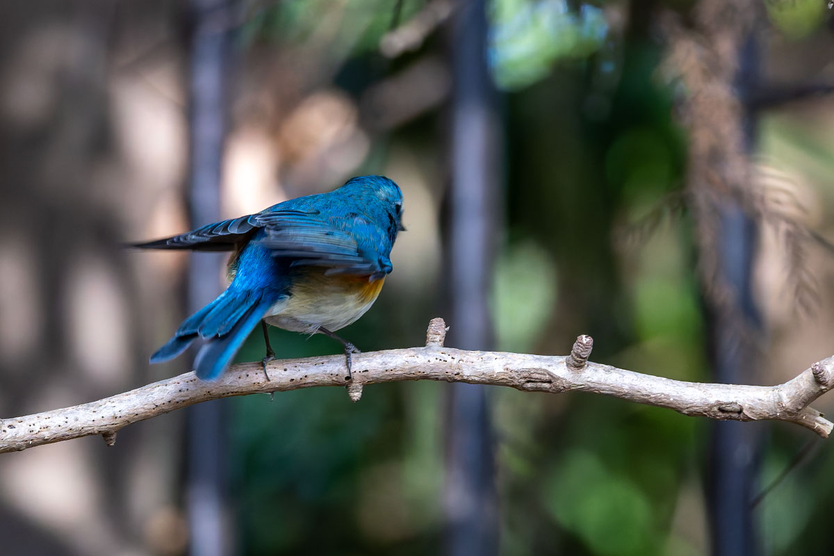 里見公園のルリビタキ