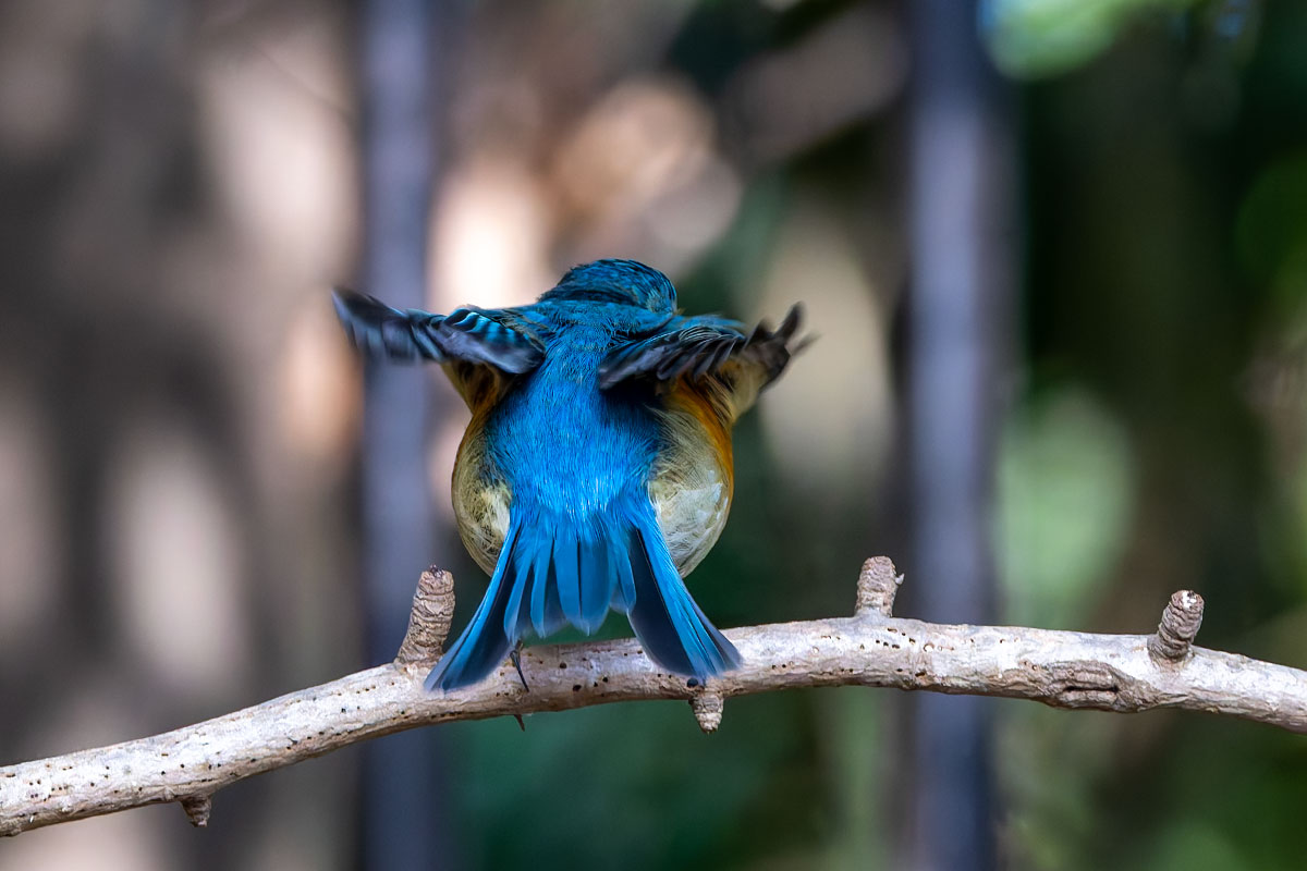 里見公園のルリビタキ