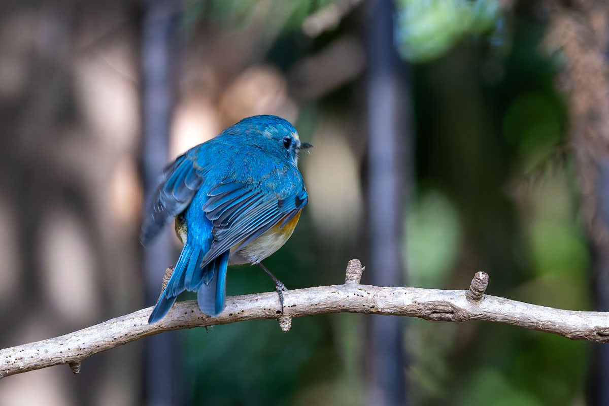 里見公園のルリビタキ