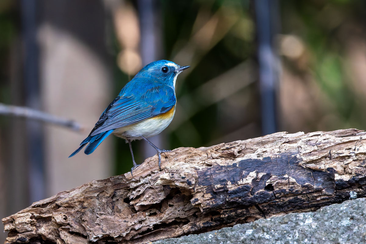 里見公園のルリビタキ