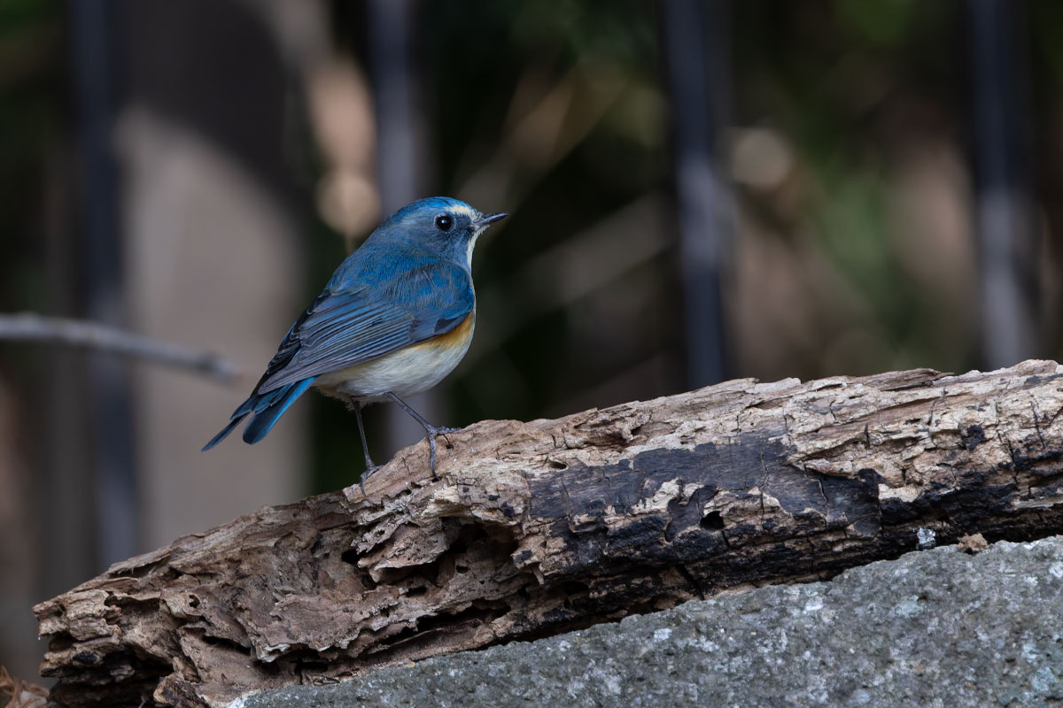 里見公園のルリビタキ