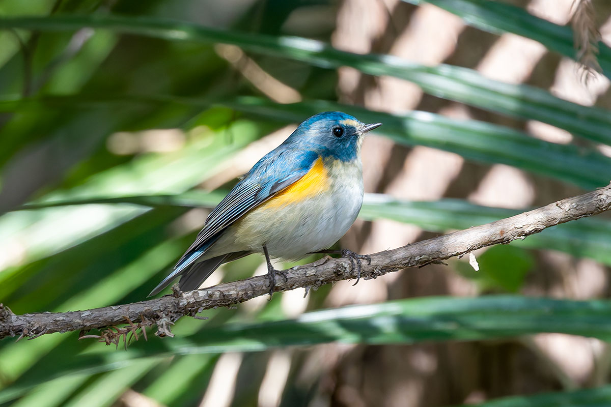 里見公園のルリビタキ