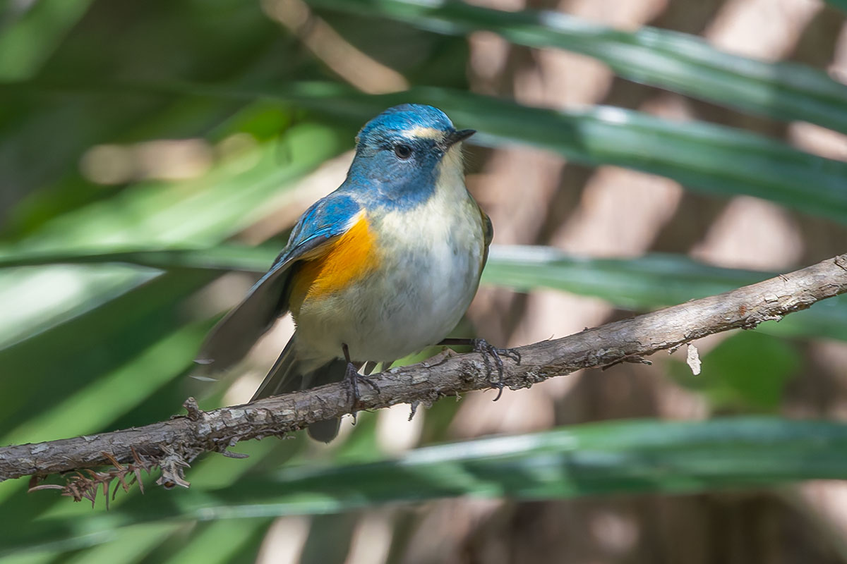 里見公園のルリビタキ