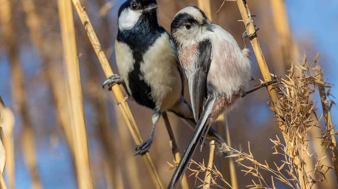 洗足池のシジュウカラとエナガ